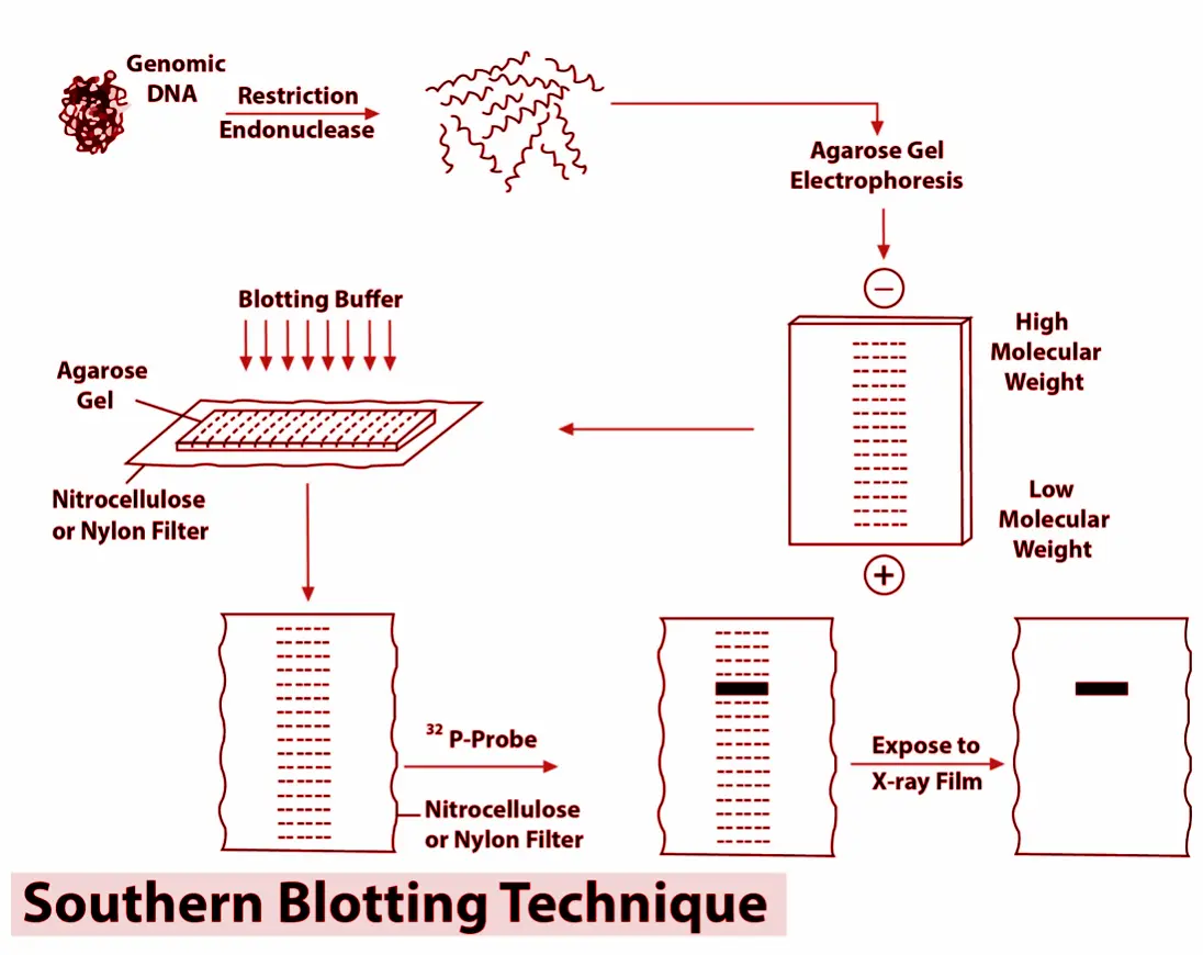 southern blot  Principles