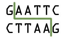 Restriction Fragment