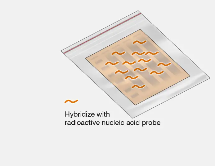 Probe Hybridization