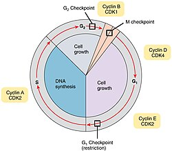 the cell cycle
