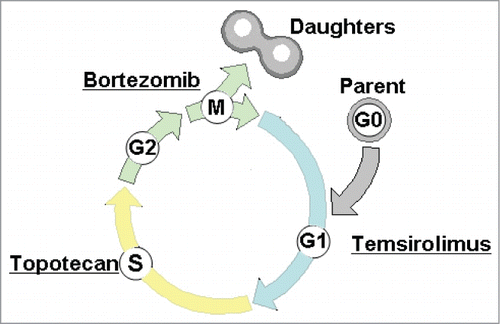 Cycle- and phase-specific inhibition