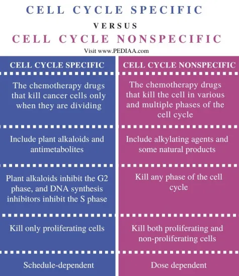 cell cycle