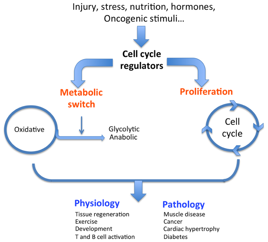 Dual role of cell cycle regulators