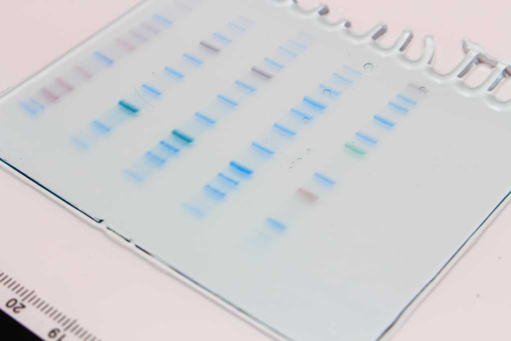  Precast Protein Gels 10 x 8cm, 8-16%, 12 Well